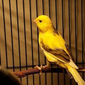 Canary