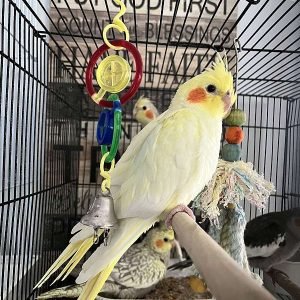 Cockatiel