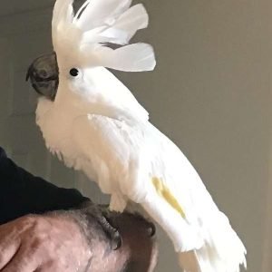 cockatoo