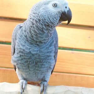 African Grey Parrot