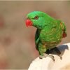 pet bird breeds