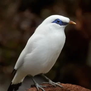 parrot bird for sale