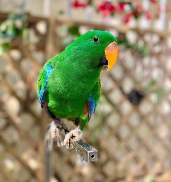 Buy Bird Cages Online