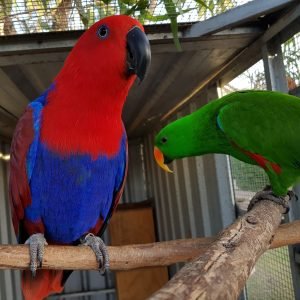 Buy Bird Cages Online