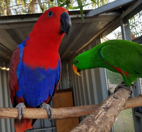 Buy Bird Cages Online