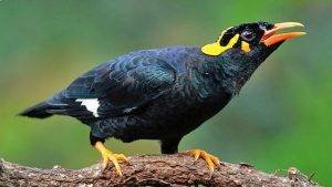 parrot bird for sale