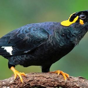 parrot bird for sale