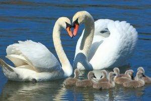 pet bird breeds