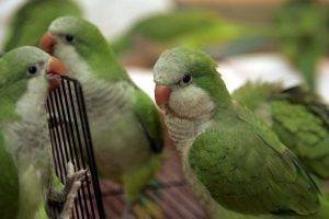 parrot bird for sale