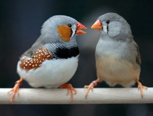 Buy Bird Cages Online