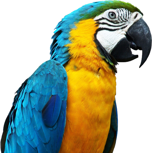 Flying bird breeds