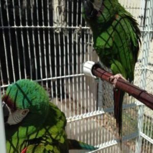 Top Bird Cage Dealers