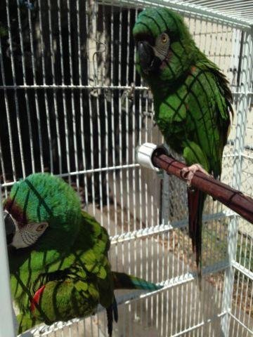 Top Bird Cage Dealers