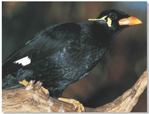 parrot bird for sale