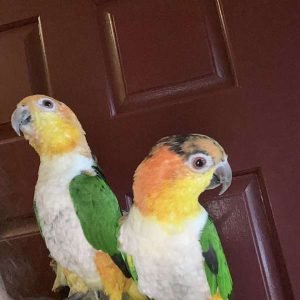 Caique