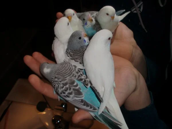 Parakeet playing with toys outside its cage