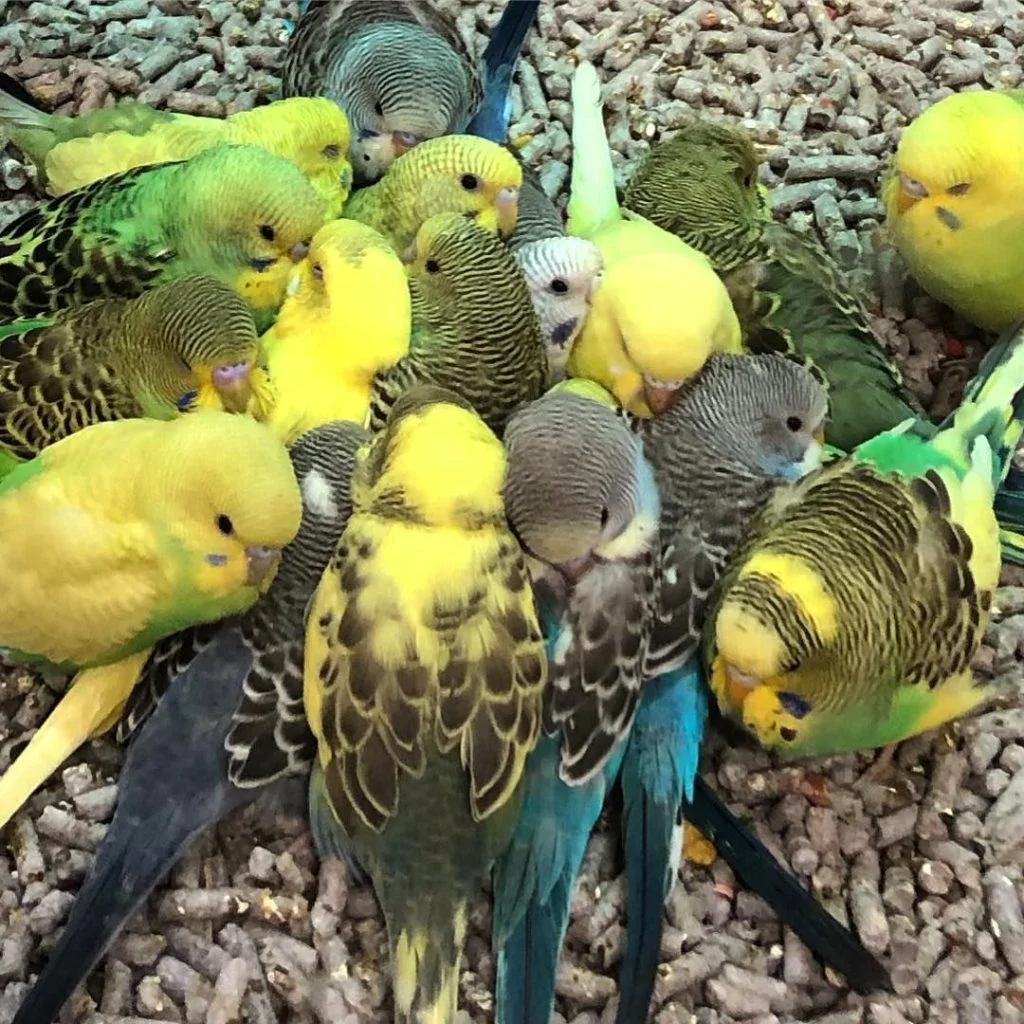 Fresh vegetables and pellet food for parakeet diet