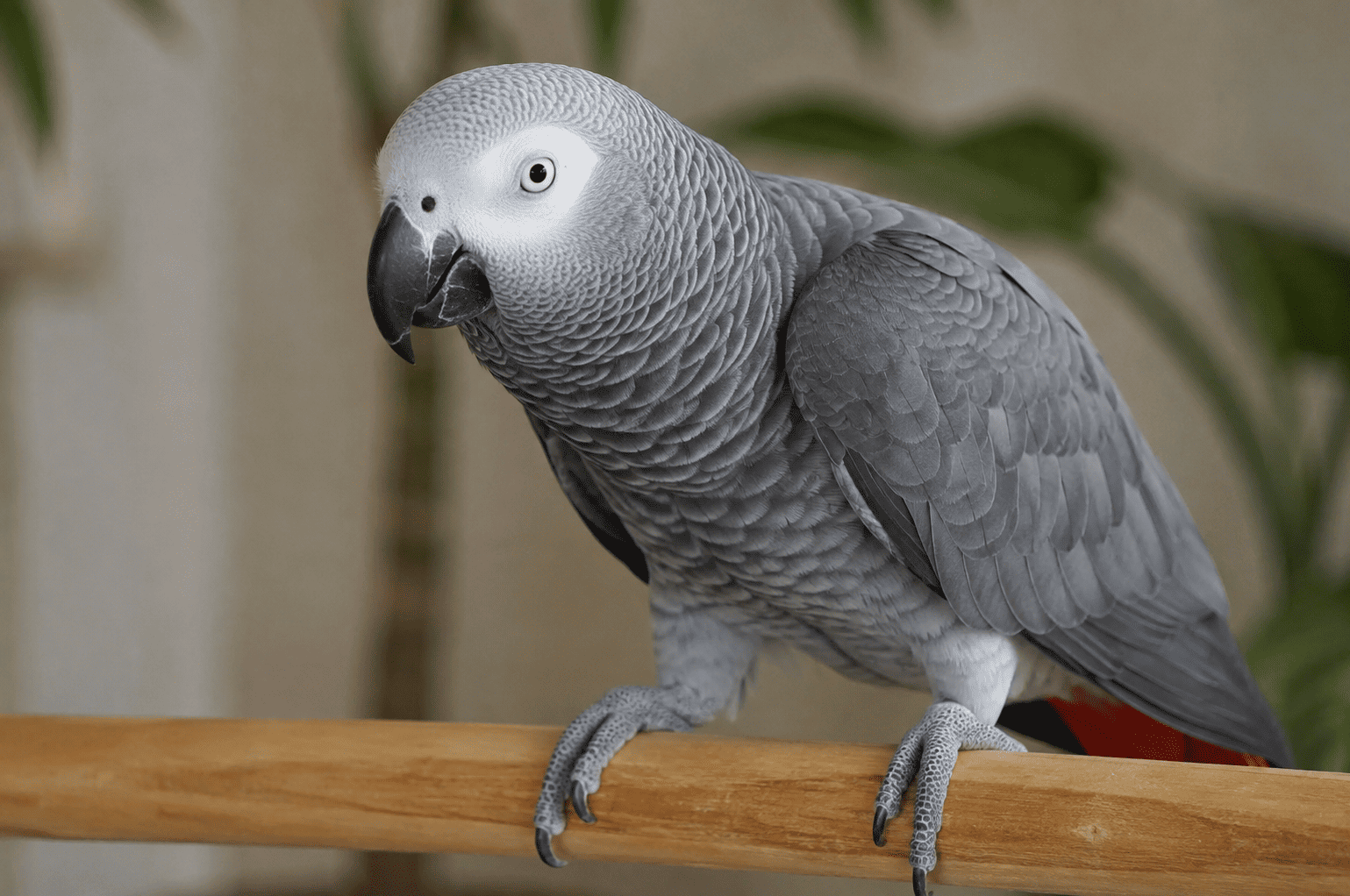 African grey parrot for sale online, close-up portrait showing red tail feathers