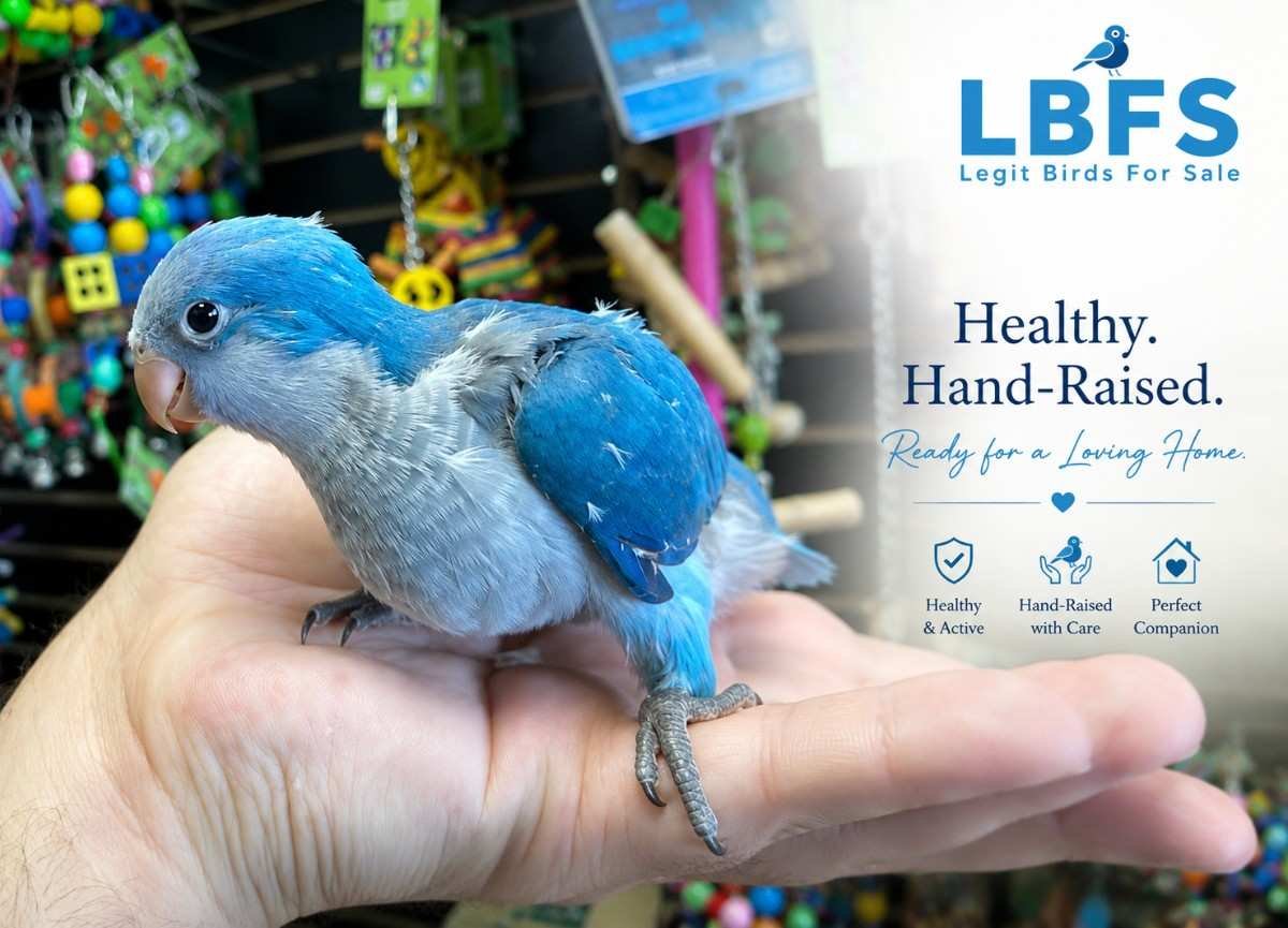 Blue Quaker parrot perched, showing the striking blue color mutation