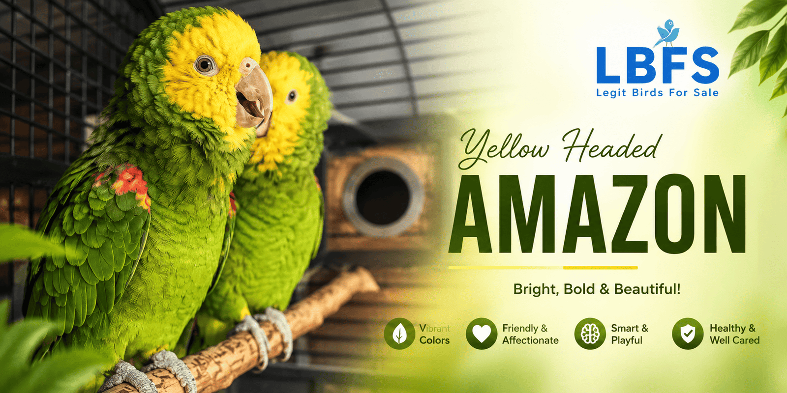 Double Yellow-Headed Amazon parrot for sale online, one of the Hot Three species