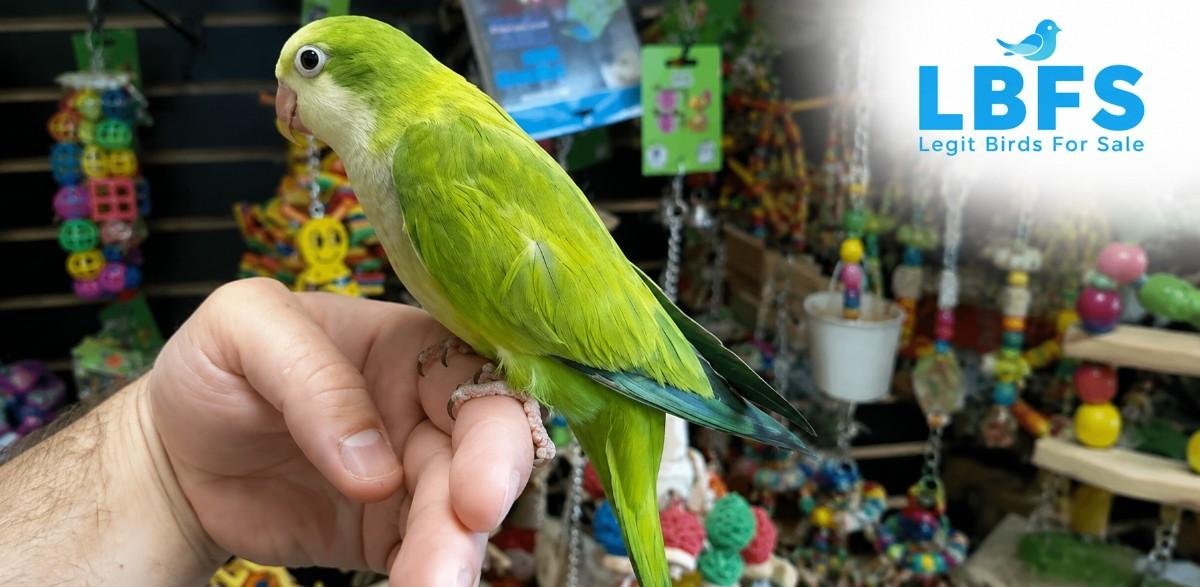 Green Quaker parrot, the classic wild-type coloring, perched and alert